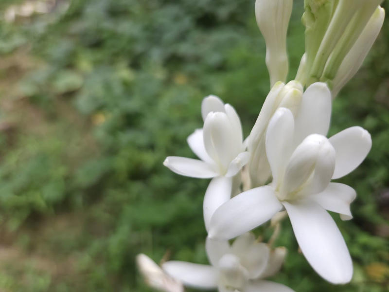 Dianthus, Tuberose, Butterfly Ginger, Lavender, Garden Phlox, Bearded Iris, Chocolate Flower, Oriental Hybrid Lilies, Lily of the Valley, Rosemary, Chocolate Cosmos, Hyacinths, Blue Phlox, Anise Hyssop