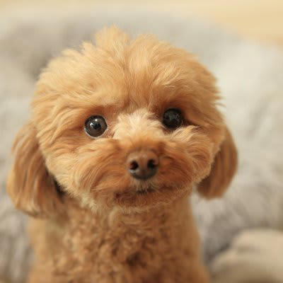 犬が気を遣っているときにみせる行動5つ, 1.そっと寄り添って静かにそばにいる, 2.顔を覗き込む・表情をうかがう, 3.手や顔を舐める・鼻先をくっつける, 4.少し距離を置いて静かに待つ, 5.クレートやベッドで大人しくしている, 犬にも“思いやり”はあるの？