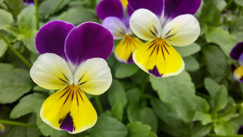Nasturtium, Baby's breath, Marigold, Calendula, Portulaca, Sunflower, Johnny Jump Up Viola, Tithonia, Bachelor button