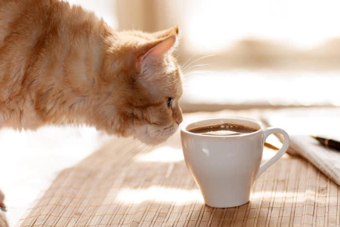 猫が絶対に口にしてはいけない「危険な飲み物」5選, 3.ネギ類が含まれるスープ, 4.果物や加工品が含まれるジュース, もし誤って飲んでしまったら？, すぐに病院へ行くべき「危険なサイン」, 事故を防ぐための3つの習慣