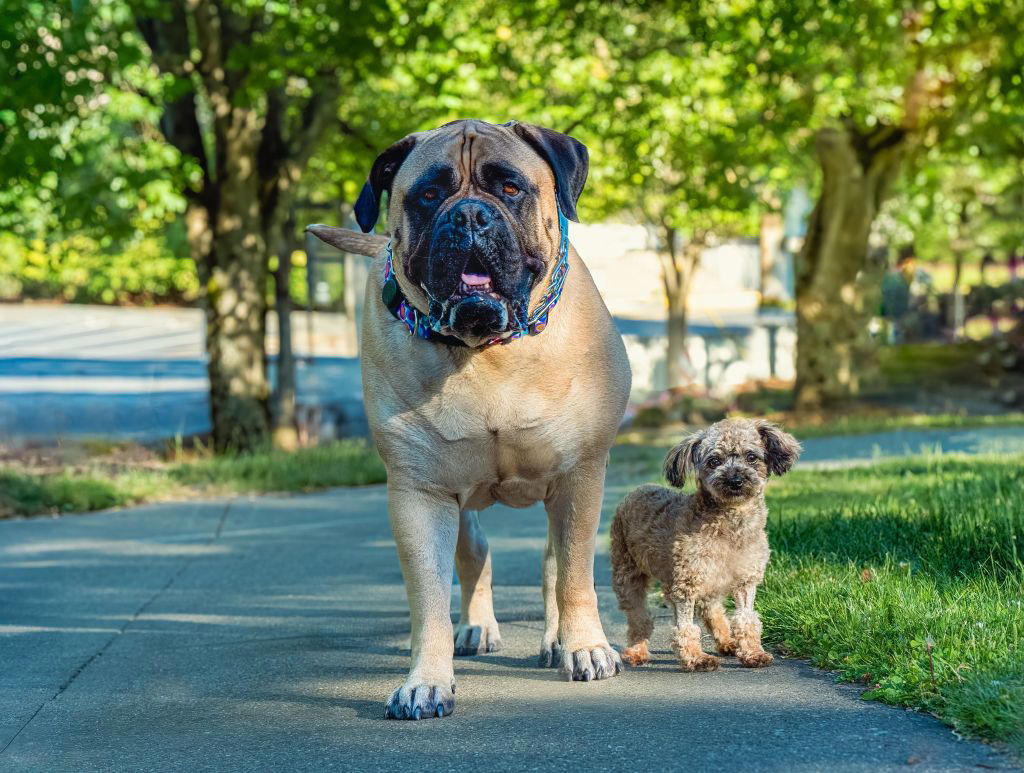 Large Dog Preferences and Personality Traits, Small Dogs and Caregiving Behavior, Structure, Purpose and Emotional Reward, Why the Research Isn’t Definitive