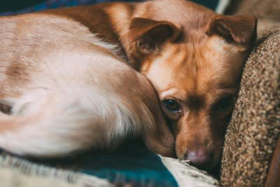 犬が意気消沈しているときのNG行為, 1.冷たい態度をとること, 2.無理に元気づけようとすること, 3.過剰に構うこと, 4.過去と比較すること, 愛犬の元気がない場合の適切な接し方