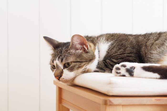 猫が絶対に口にしてはいけない「危険な飲み物」5選, 3.ネギ類が含まれるスープ, 4.果物や加工品が含まれるジュース, もし誤って飲んでしまったら？, すぐに病院へ行くべき「危険なサイン」, 事故を防ぐための3つの習慣