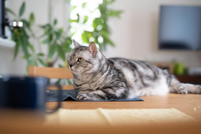 猫が絶対に口にしてはいけない「危険な飲み物」5選, 3.ネギ類が含まれるスープ, 4.果物や加工品が含まれるジュース, もし誤って飲んでしまったら？, すぐに病院へ行くべき「危険なサイン」, 事故を防ぐための3つの習慣