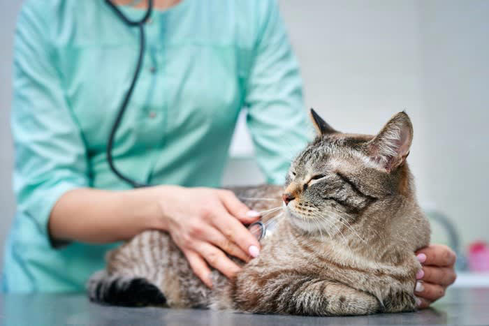 猫が絶対に口にしてはいけない「危険な飲み物」5選, 3.ネギ類が含まれるスープ, 4.果物や加工品が含まれるジュース, もし誤って飲んでしまったら？, すぐに病院へ行くべき「危険なサイン」, 事故を防ぐための3つの習慣