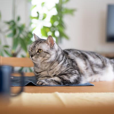 猫が絶対に口にしてはいけない「危険な飲み物」5選, 3.ネギ類が含まれるスープ, 4.果物や加工品が含まれるジュース, もし誤って飲んでしまったら？, すぐに病院へ行くべき「危険なサイン」, 事故を防ぐための3つの習慣