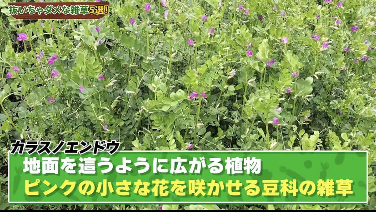 雑草は抜かないで！ 春に抜いちゃダメな雑草5選, そもそも「雑草」ってなに？, 雑草＝厄介者？ 実は働き者も多い！, 雑草は「抜く」より「刈る」が正解, 雑草を抜くデメリット, 春に抜いちゃダメな雑草5選, ① カラスノエンドウ（マメ科）, ② ハコベ（ナデシコ科）, ③ オオイヌノフグリ（オオバコ科）, ④ カタバミ（カタバミ科）, ⑤ ヨモギ（キク科）, 【まとめ】雑草は「敵」じゃなくて「味方」