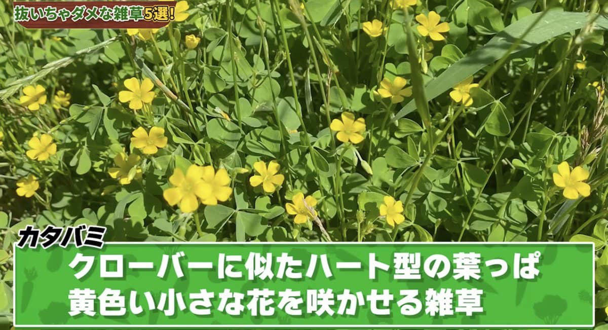 雑草は抜かないで！ 春に抜いちゃダメな雑草5選, そもそも「雑草」ってなに？, 雑草＝厄介者？ 実は働き者も多い！, 雑草は「抜く」より「刈る」が正解, 雑草を抜くデメリット, 春に抜いちゃダメな雑草5選, ① カラスノエンドウ（マメ科）, ② ハコベ（ナデシコ科）, ③ オオイヌノフグリ（オオバコ科）, ④ カタバミ（カタバミ科）, ⑤ ヨモギ（キク科）, 【まとめ】雑草は「敵」じゃなくて「味方」