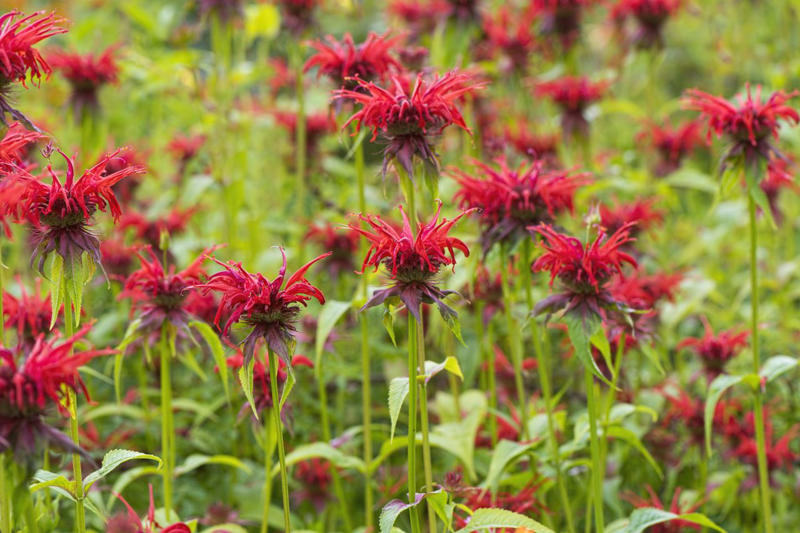 Coneflower, Bee Balm, Honeysuckle, Dwarf Hummingbird Mint, Hummingbird Mint, Red Hot Poker