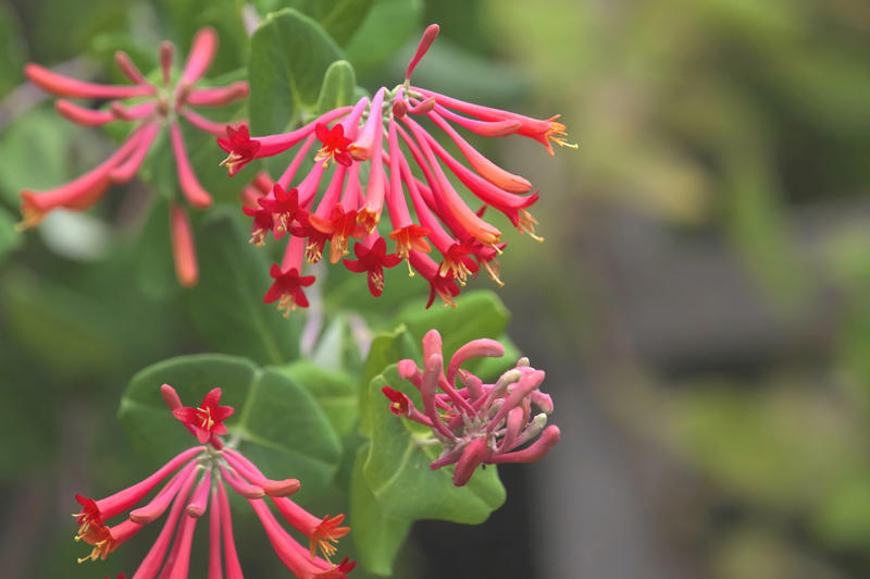Coneflower, Bee Balm, Honeysuckle, Dwarf Hummingbird Mint, Hummingbird Mint, Red Hot Poker