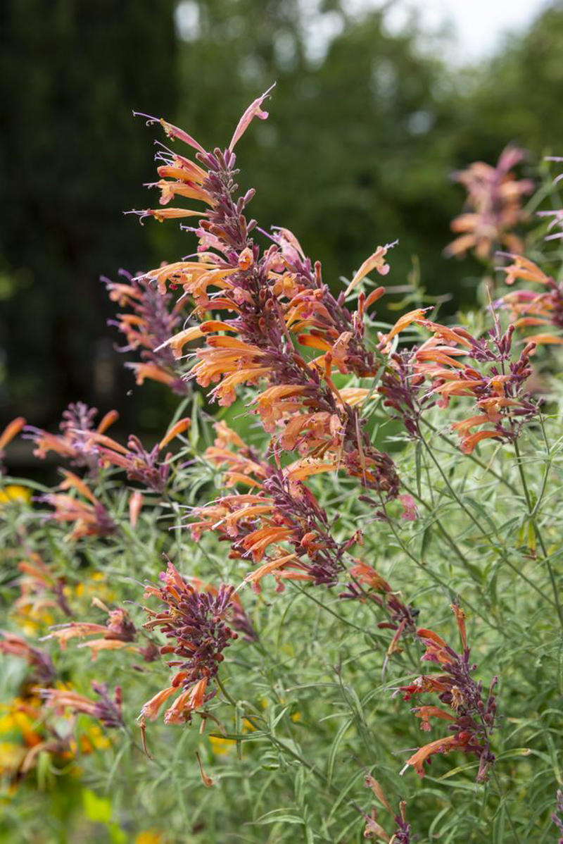 Coneflower, Bee Balm, Honeysuckle, Dwarf Hummingbird Mint, Hummingbird Mint, Red Hot Poker