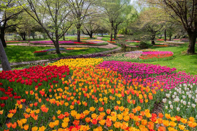 次々と見頃を迎える春の花々、絶景リレーを楽しもう, 注目の撮影イベントや「春の推しグルメ」, シャボン玉が舞う！フォトジェニックな撮影イベント, 散策の合間に味わう「春の公園推しグルメ」, アプリで楽しむデジタル体験, 鉄道アクセスと航空ファン必見のイベント