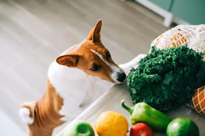 犬がたまねぎを誤食した場合の致死量はどれくらい？, 犬がたまねぎを誤食したときに起こる中毒症状, 1.消化器系の症状, 2.溶血性貧血による全身症状, 3.血色素尿が出る, 愛犬がたまねぎを誤食したときの対処法