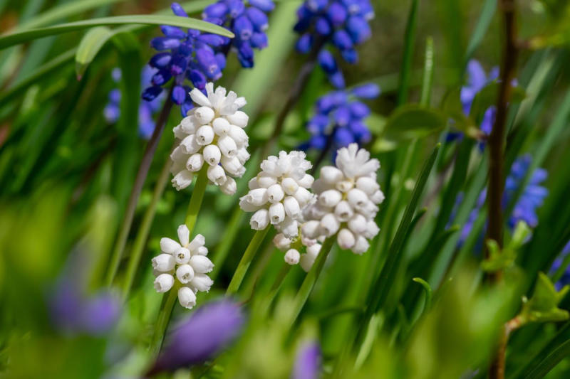 植えっぱなしで毎年愛らしい花が咲く「球根植物」3選, 原種チューリップ, まとめ｜土の中で眠る時間も愛おしい、春の約束, 【ワンポイントアドバイス】数年に一度の「掘り上げ」で、さらに美しく, 【ガーデニング豆知識】日なた、日陰、半日陰、明るい日陰とは？