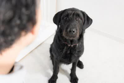 犬のことを見つめ続けてはいけない理由, 1.威嚇のサインとして受け取られてしまうことがあるため, 2.プレッシャーや緊張による強いストレスを与えてしまうことがあるため, 3.人間を怖い存在として認識してしまうことがあるため, 犬と視線を合わせるデメリットと注意点