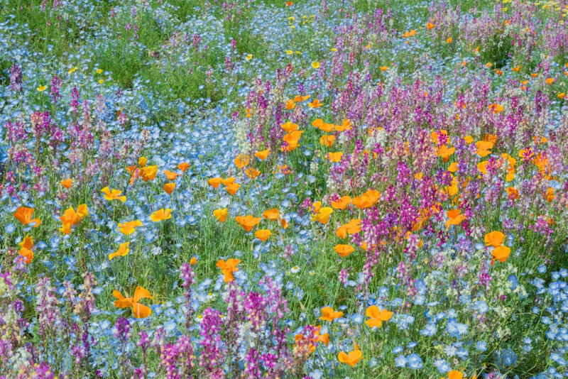 次々と見頃を迎える春の花々、絶景リレーを楽しもう, 注目の撮影イベントや「春の推しグルメ」, シャボン玉が舞う！フォトジェニックな撮影イベント, 散策の合間に味わう「春の公園推しグルメ」, アプリで楽しむデジタル体験, 鉄道アクセスと航空ファン必見のイベント