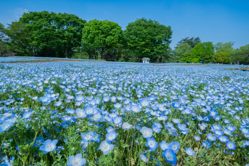 次々と見頃を迎える春の花々、絶景リレーを楽しもう, 注目の撮影イベントや「春の推しグルメ」, シャボン玉が舞う！フォトジェニックな撮影イベント, 散策の合間に味わう「春の公園推しグルメ」, アプリで楽しむデジタル体験, 鉄道アクセスと航空ファン必見のイベント