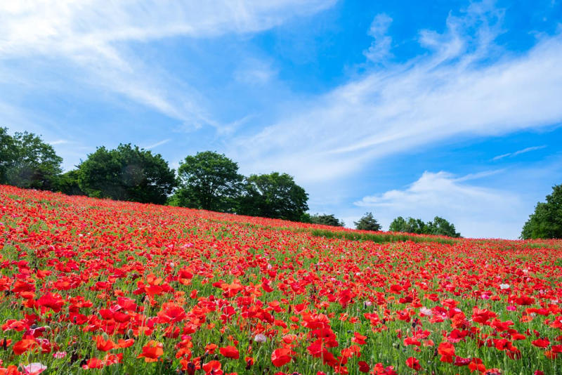 次々と見頃を迎える春の花々、絶景リレーを楽しもう, 注目の撮影イベントや「春の推しグルメ」, シャボン玉が舞う！フォトジェニックな撮影イベント, 散策の合間に味わう「春の公園推しグルメ」, アプリで楽しむデジタル体験, 鉄道アクセスと航空ファン必見のイベント