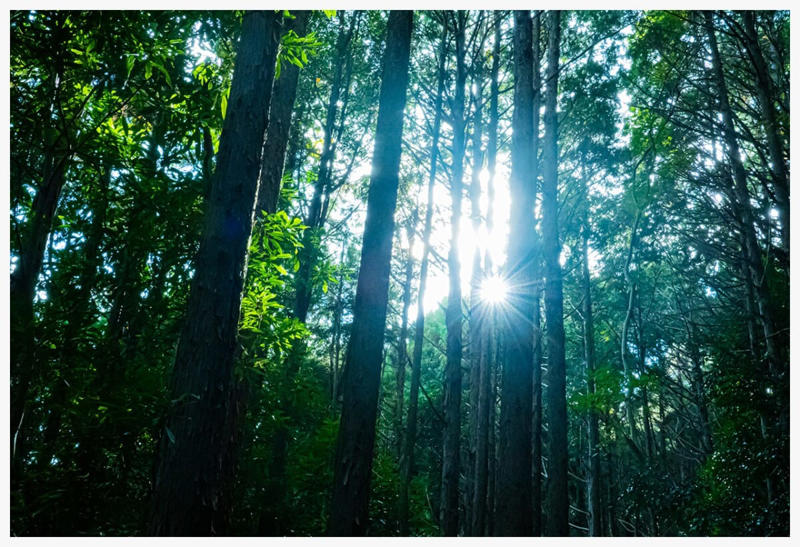 歴史と自然が交差する熊野古道の旅へ, 川の参詣道を舟旅で追体験, 神の宿る巨岩が佇む日本最古の神社, 歴史と自然が紡ぐ悠久の記憶