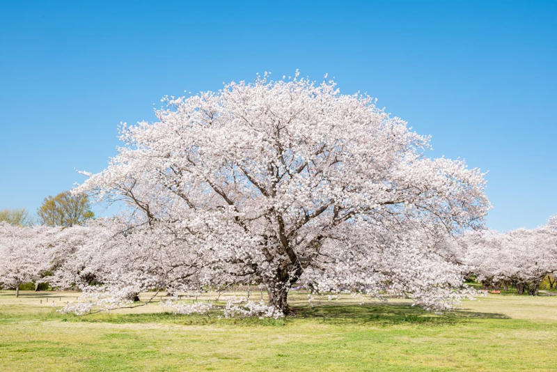 次々と見頃を迎える春の花々、絶景リレーを楽しもう, 注目の撮影イベントや「春の推しグルメ」, シャボン玉が舞う！フォトジェニックな撮影イベント, 散策の合間に味わう「春の公園推しグルメ」, アプリで楽しむデジタル体験, 鉄道アクセスと航空ファン必見のイベント
