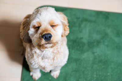 犬のことを見つめ続けてはいけない理由, 1.威嚇のサインとして受け取られてしまうことがあるため, 2.プレッシャーや緊張による強いストレスを与えてしまうことがあるため, 3.人間を怖い存在として認識してしまうことがあるため, 犬と視線を合わせるデメリットと注意点