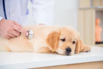 犬がたまねぎを誤食した場合の致死量はどれくらい？, 犬がたまねぎを誤食したときに起こる中毒症状, 1.消化器系の症状, 2.溶血性貧血による全身症状, 3.血色素尿が出る, 愛犬がたまねぎを誤食したときの対処法