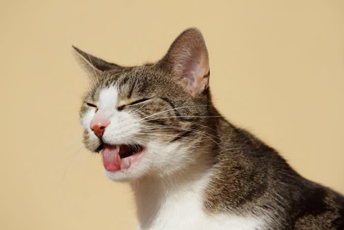 1.想像以上に“構ってくれない”, 2.生活リズムが夜型すぎる, 3.思ったよりも頻繁に吐く, 4.思った以上に高い所に行く, 5.想定していた以上にお金がかかる