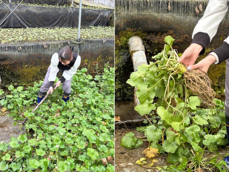 東京から新幹線で1時間！静岡市ってどんな場所？, 【11:00】静岡市が誇る世界遺産 「三保松原」で絶景鑑賞, 【13:00】「まぐろ ととすけ」で清水港の海の幸を贅沢に味わう, 【14:30】古民家「宿 にしむら」で心安らぐひととき＆わさび狩り体験, 【17:30】新感覚！五感でそばを味わう「手打ち蕎麦たがた」, 【19:30】「浮月楼」のバーでゆっくりと大人時間を, この記事を書いた人 丹下紋香