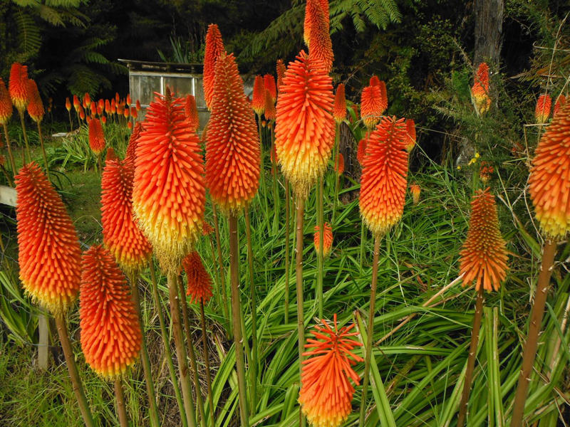 Coneflower, Bee Balm, Honeysuckle, Dwarf Hummingbird Mint, Hummingbird Mint, Red Hot Poker