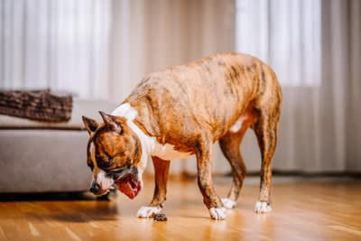 犬がたまねぎを誤食した場合の致死量はどれくらい？, 犬がたまねぎを誤食したときに起こる中毒症状, 1.消化器系の症状, 2.溶血性貧血による全身症状, 3.血色素尿が出る, 愛犬がたまねぎを誤食したときの対処法