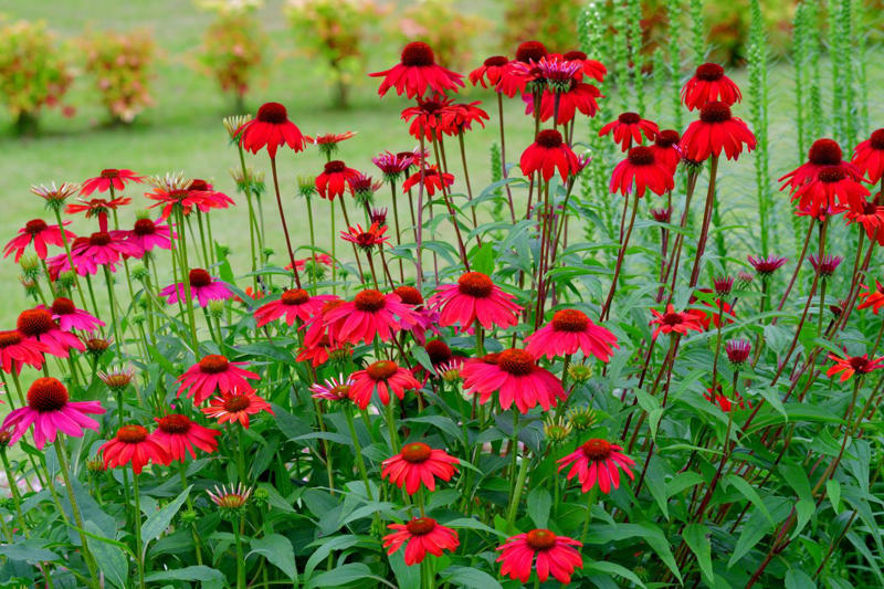 Coneflower, Bee Balm, Honeysuckle, Dwarf Hummingbird Mint, Hummingbird Mint, Red Hot Poker