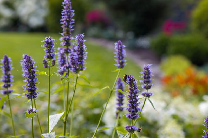 Coneflower, Bee Balm, Honeysuckle, Dwarf Hummingbird Mint, Hummingbird Mint, Red Hot Poker