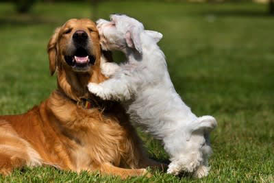 犬から『モテる犬』の特徴５選, 1.警戒心が薄く社交的, 2.穏やかで興奮しすぎない, 3.相手（犬）のサインを察せる, 4.会った時や初対面の相手に挨拶ができる, 5.相手に合わせて遊びの切り替えができる, 愛犬が社交性を身につけるためにできること