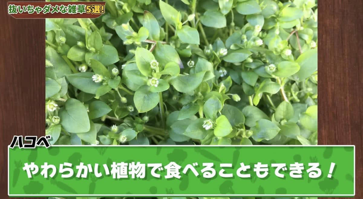雑草は抜かないで！ 春に抜いちゃダメな雑草5選, そもそも「雑草」ってなに？, 雑草＝厄介者？ 実は働き者も多い！, 雑草は「抜く」より「刈る」が正解, 雑草を抜くデメリット, 春に抜いちゃダメな雑草5選, ① カラスノエンドウ（マメ科）, ② ハコベ（ナデシコ科）, ③ オオイヌノフグリ（オオバコ科）, ④ カタバミ（カタバミ科）, ⑤ ヨモギ（キク科）, 【まとめ】雑草は「敵」じゃなくて「味方」