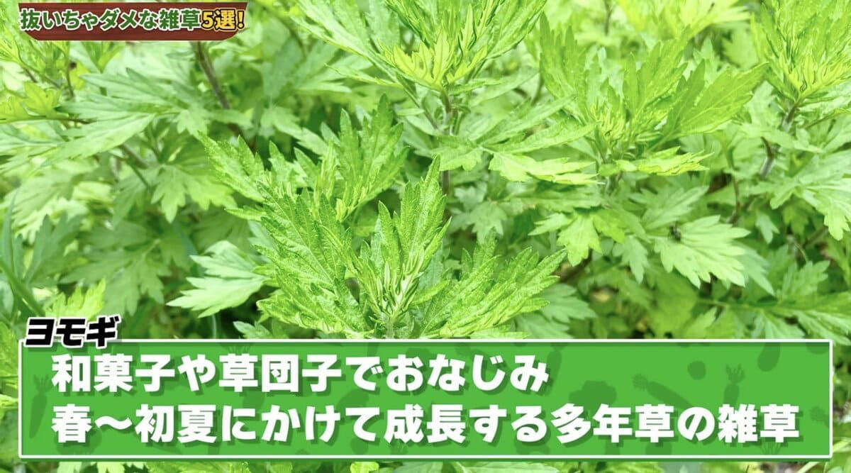 雑草は抜かないで！ 春に抜いちゃダメな雑草5選, そもそも「雑草」ってなに？, 雑草＝厄介者？ 実は働き者も多い！, 雑草は「抜く」より「刈る」が正解, 雑草を抜くデメリット, 春に抜いちゃダメな雑草5選, ① カラスノエンドウ（マメ科）, ② ハコベ（ナデシコ科）, ③ オオイヌノフグリ（オオバコ科）, ④ カタバミ（カタバミ科）, ⑤ ヨモギ（キク科）, 【まとめ】雑草は「敵」じゃなくて「味方」