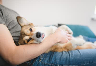 犬が飼い主の『おなかに乗って寝る』心理５選, 1.安心して眠りたい, 3.寒さを凌ぎたい, 4.寝心地が良いから, 5.不安を感じている, 寝床が一緒でも大丈夫？注意点を解説