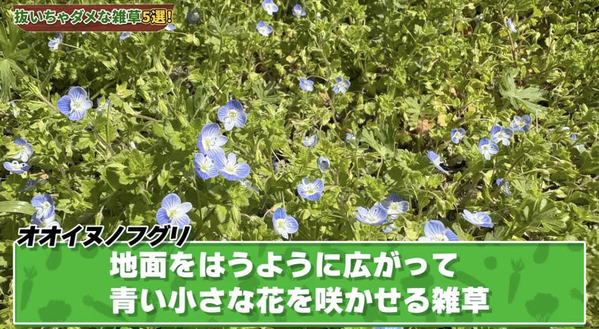 雑草は抜かないで！ 春に抜いちゃダメな雑草5選, そもそも「雑草」ってなに？, 雑草＝厄介者？ 実は働き者も多い！, 雑草は「抜く」より「刈る」が正解, 雑草を抜くデメリット, 春に抜いちゃダメな雑草5選, ① カラスノエンドウ（マメ科）, ② ハコベ（ナデシコ科）, ③ オオイヌノフグリ（オオバコ科）, ④ カタバミ（カタバミ科）, ⑤ ヨモギ（キク科）, 【まとめ】雑草は「敵」じゃなくて「味方」