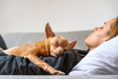 犬が飼い主の『おなかに乗って寝る』心理５選, 1.安心して眠りたい, 3.寒さを凌ぎたい, 4.寝心地が良いから, 5.不安を感じている, 寝床が一緒でも大丈夫？注意点を解説