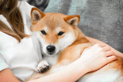 犬が飼い主の『おなかに乗って寝る』心理５選, 1.安心して眠りたい, 3.寒さを凌ぎたい, 4.寝心地が良いから, 5.不安を感じている, 寝床が一緒でも大丈夫？注意点を解説