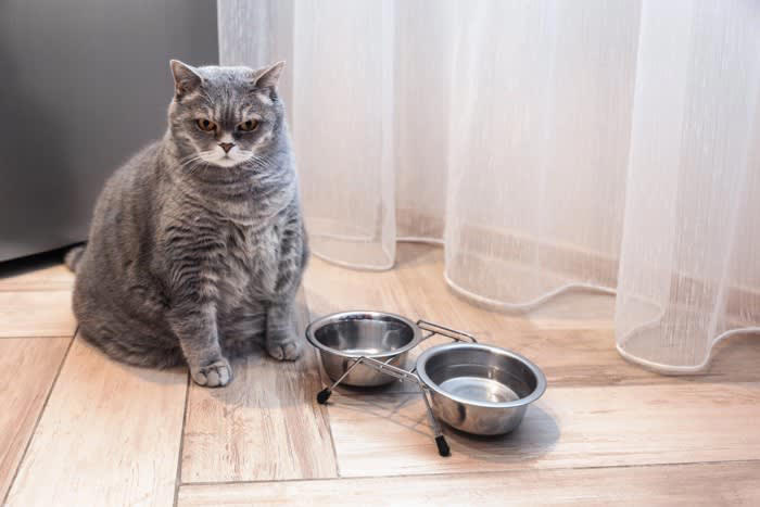 1.水や食事が不足する状態, 2.室温管理がされていない環境, 3.誤飲や誤食の危険がある環境, 4.閉じ込め事故が起きる可能性, 5.窓やベランダの安全対策不足, 6.トイレ環境が不適切