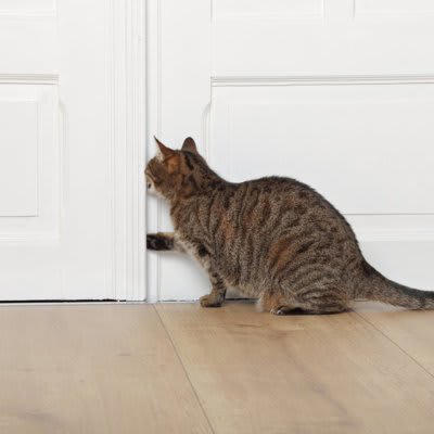 1.水や食事が不足する状態, 2.室温管理がされていない環境, 3.誤飲や誤食の危険がある環境, 4.閉じ込め事故が起きる可能性, 5.窓やベランダの安全対策不足, 6.トイレ環境が不適切
