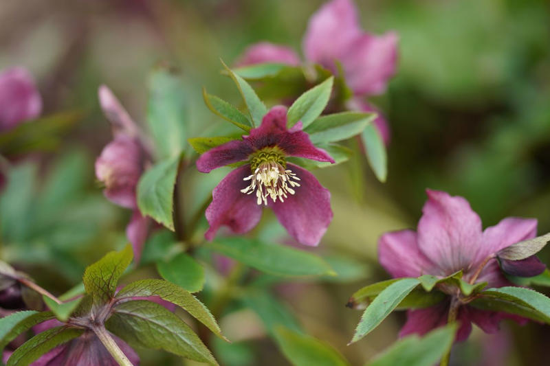 Tara® Oakleaf Hydrangea, 'Soft Caress' Mahonia, 'Buttered Rum' Heucherella, 'Florida Sunshine' Illicium, Japanese Sedge, Variegated Solomon’s Seal, Japanese Plum Yew, Woodland Phlox, Hellebore, Barrenwort, Cast Iron Plant, Virginia Sweetspire, Toad Lily