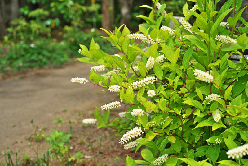 Tara® Oakleaf Hydrangea, 'Soft Caress' Mahonia, 'Buttered Rum' Heucherella, 'Florida Sunshine' Illicium, Japanese Sedge, Variegated Solomon’s Seal, Japanese Plum Yew, Woodland Phlox, Hellebore, Barrenwort, Cast Iron Plant, Virginia Sweetspire, Toad Lily