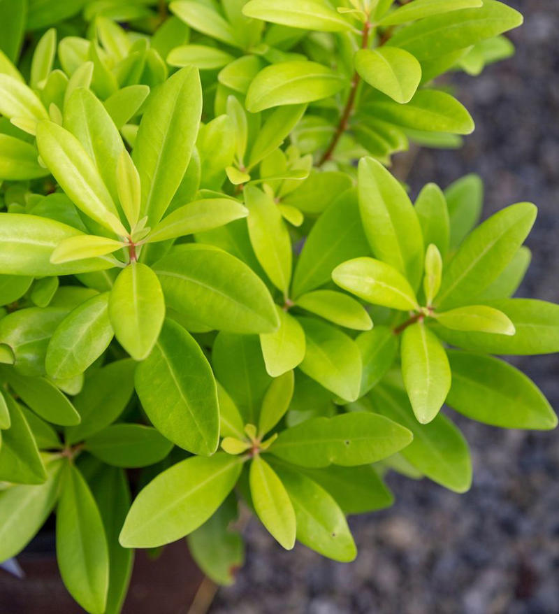 Tara® Oakleaf Hydrangea, 'Soft Caress' Mahonia, 'Buttered Rum' Heucherella, 'Florida Sunshine' Illicium, Japanese Sedge, Variegated Solomon’s Seal, Japanese Plum Yew, Woodland Phlox, Hellebore, Barrenwort, Cast Iron Plant, Virginia Sweetspire, Toad Lily