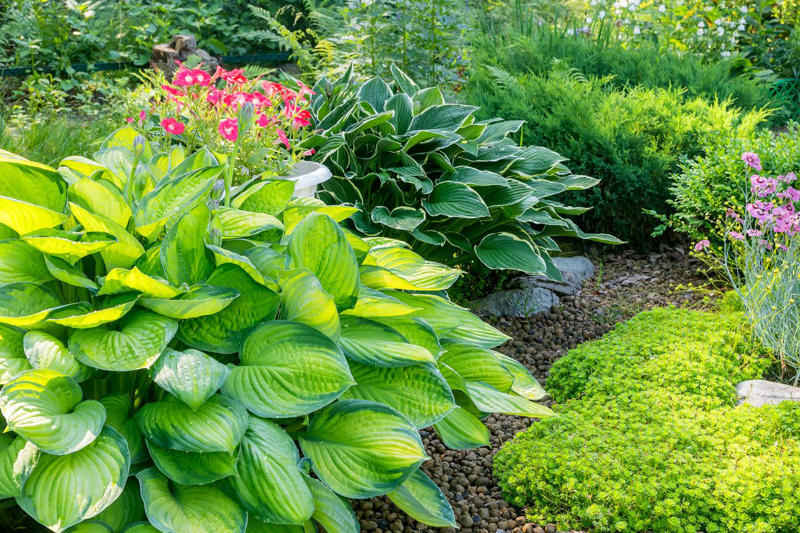 Tara® Oakleaf Hydrangea, 'Soft Caress' Mahonia, 'Buttered Rum' Heucherella, 'Florida Sunshine' Illicium, Japanese Sedge, Variegated Solomon’s Seal, Japanese Plum Yew, Woodland Phlox, Hellebore, Barrenwort, Cast Iron Plant, Virginia Sweetspire, Toad Lily