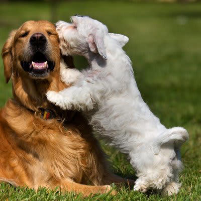 犬から『モテる犬』の特徴５選, 1.警戒心が薄く社交的, 2.穏やかで興奮しすぎない, 3.相手（犬）のサインを察せる, 4.会った時や初対面の相手に挨拶ができる, 5.相手に合わせて遊びの切り替えができる, 愛犬が社交性を身につけるためにできること