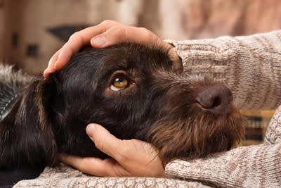 犬が飼い主に話しかけられたときの心理5選, 3.どうしたんだろう？, 4.うるさいなあ, 犬に声をかける際の注意点, 声のトーンとボリュームに気をつけましょう, 言葉の一貫性を保つ, タイミングを見極める