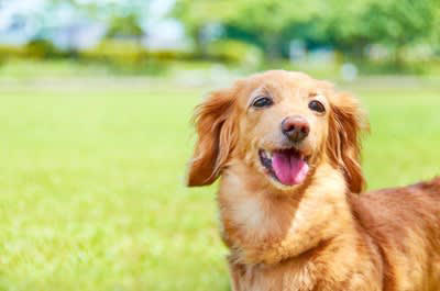 犬から『モテる犬』の特徴５選, 1.警戒心が薄く社交的, 2.穏やかで興奮しすぎない, 3.相手（犬）のサインを察せる, 4.会った時や初対面の相手に挨拶ができる, 5.相手に合わせて遊びの切り替えができる, 愛犬が社交性を身につけるためにできること