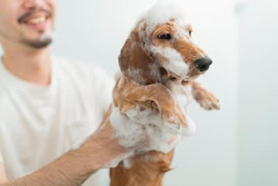 もしやご不満？犬が不満を抱いているときの行動, じっと飼い主さんを見つめる, 飼い主さんにまとわりつく, 犬が不満やストレスを感じてしまう原因, 自分の要求が通らない, 自分の嫌なことをされている
