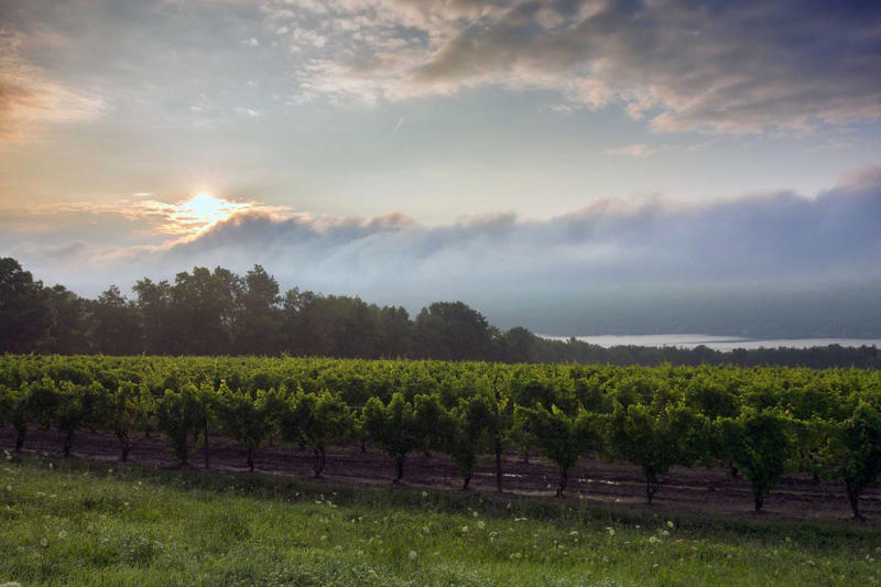 The untapped potential of the Finger Lakes, Creating world-class viticulture , Digging into the greatest terroirs and discovering more , Finger Lakes vineyards to seek out